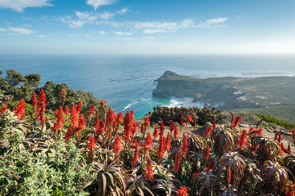 View of the Cape of Good Hope from Cape Point near Cape Town, South Africa with red aloe flowers in foreground