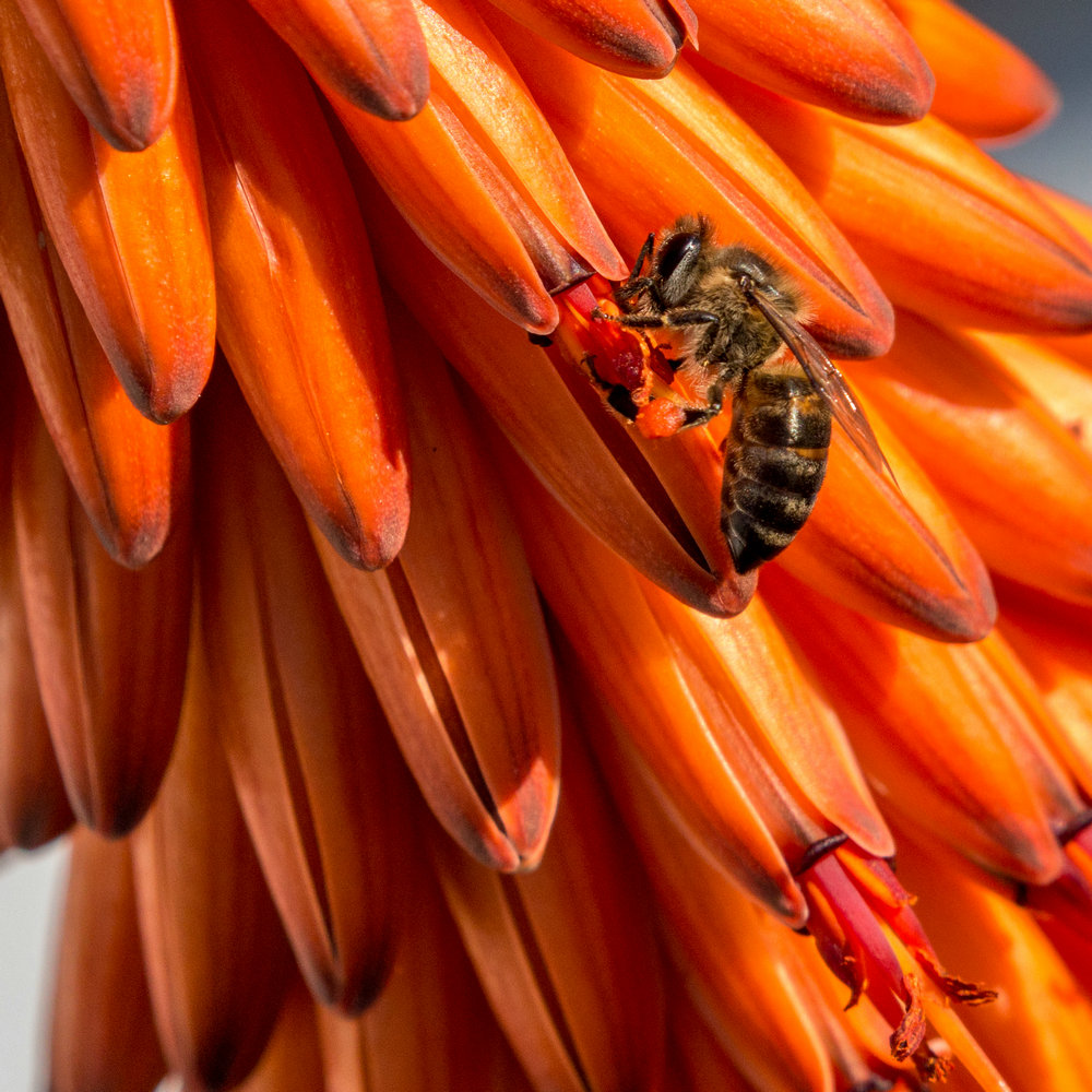 MISS AFRICA ALOE (2)