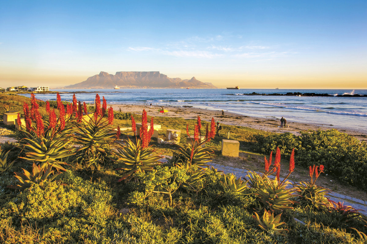 MISS AFRICA ALOE (3)