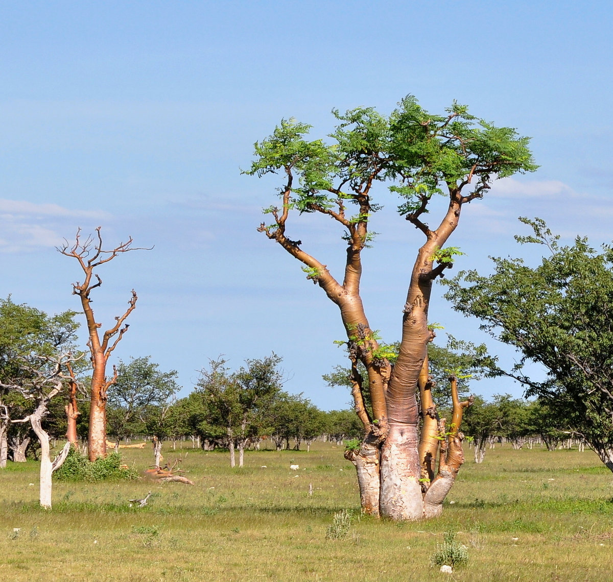 moringa tree in african savanna,Namibia,Etosha park