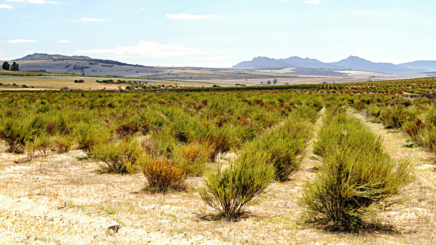 Rooibos tea only grows in the mountainous Cederberg region