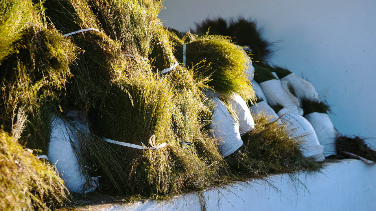 Fresh bushels of South African indigenous Rooibos tea, produced in Nieuwoudtville