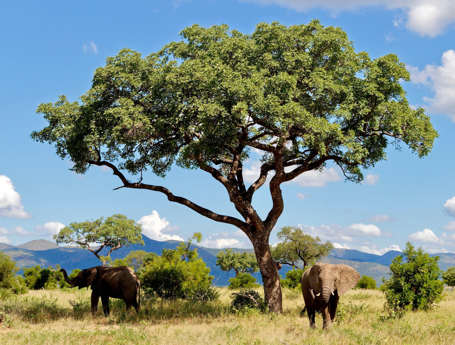 Elephants leaving the protective shade of the Marula tree, Kruger national park