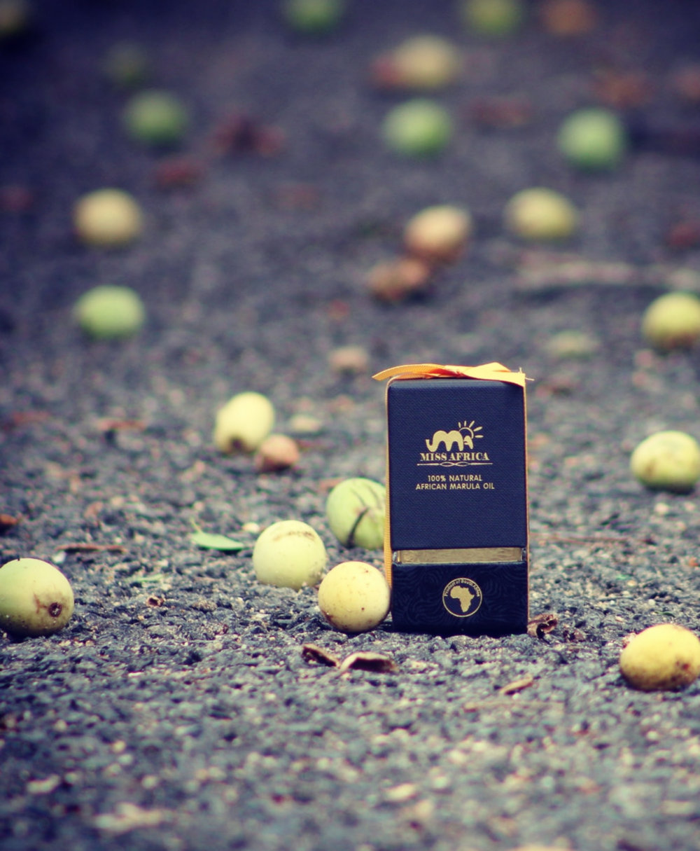 African elephant with tusks goes straight. The elephant feeds on acacia and grazes in the savanna.