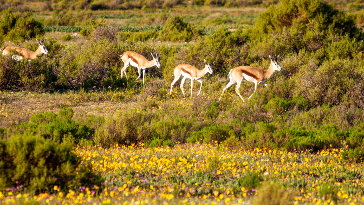Springboks at the Cederberg Mountains, Western Cape