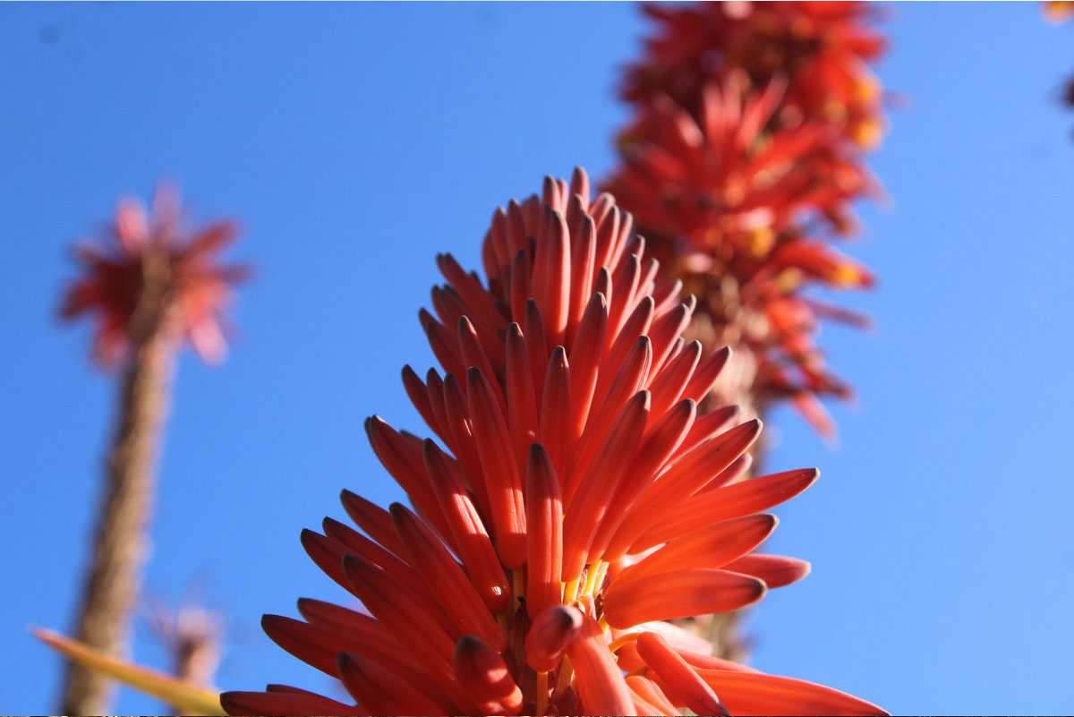 MISS-AFRICA-ALOE-001