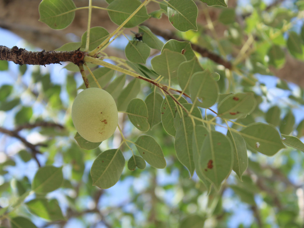 MISS-AFRICA-MARULA-FRUIT01