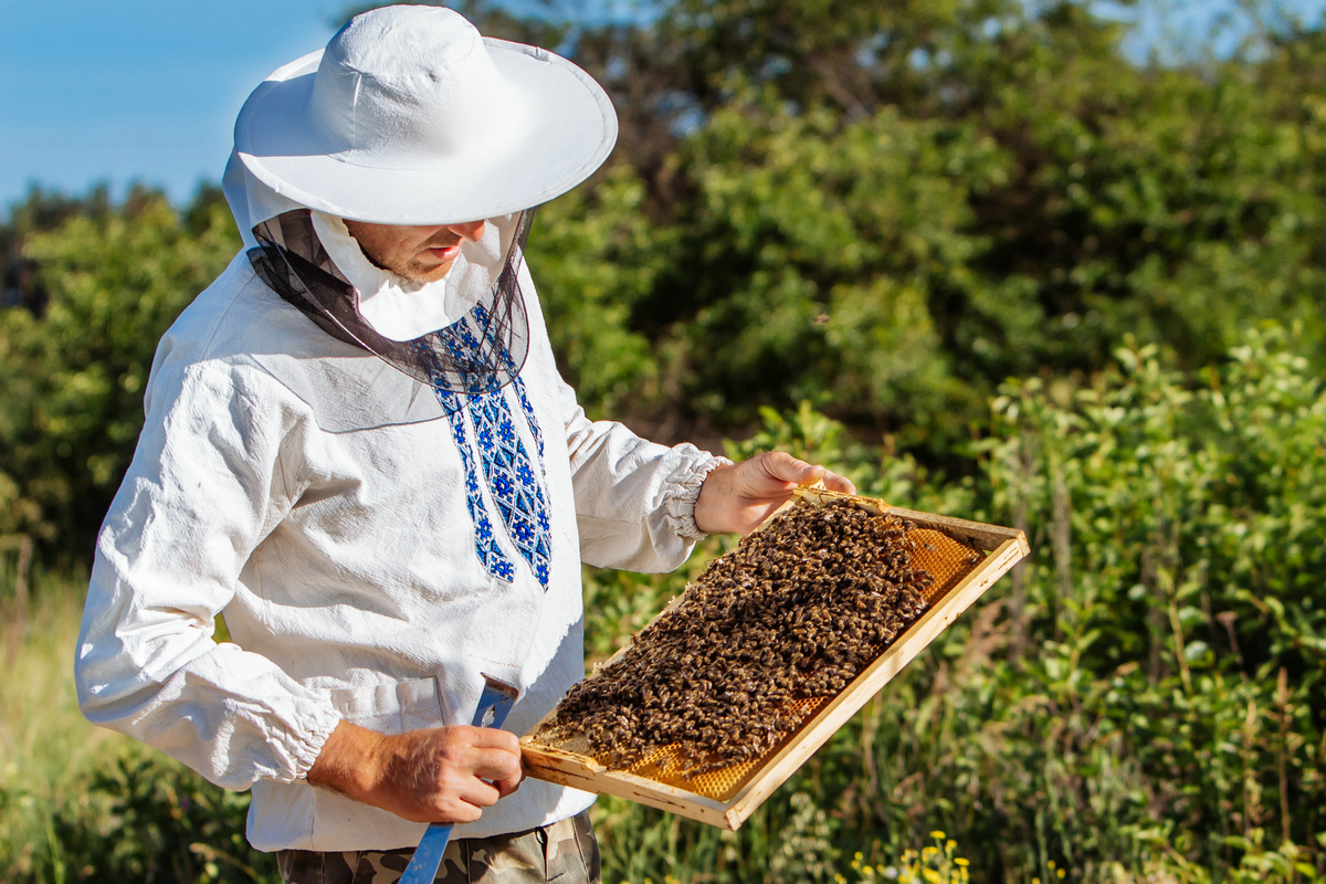 Beekeeper inspecting honeycomb frame at apiary at the summer day. Man working in apiary. Apiculture. Beekeeping concept.