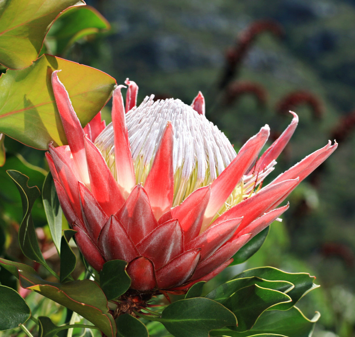 Protea, Kirstenboch Botanical Garden, Cape Town
