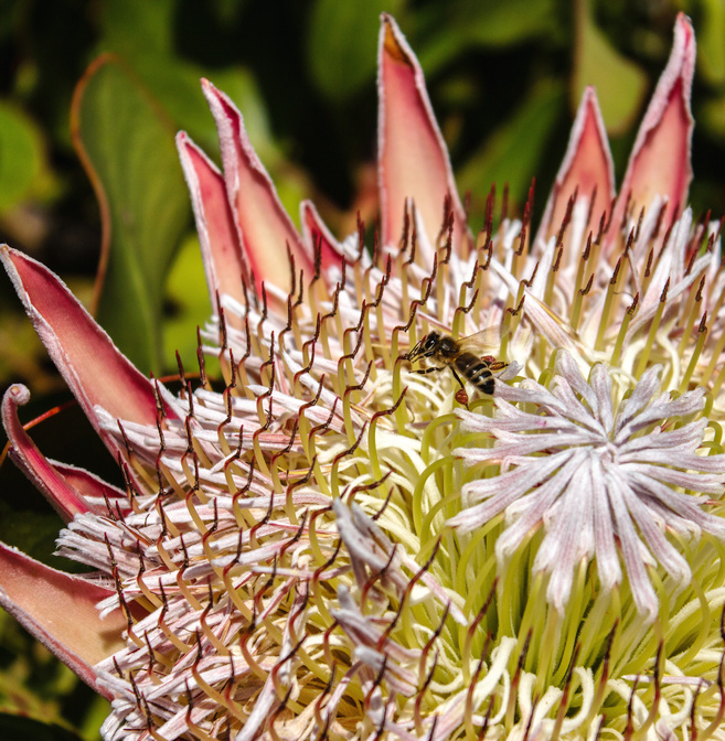 Close up protea flower in garden with honey bee collecting polle